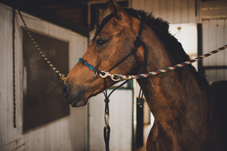 CASPhoto_EquestrianCulture-1-2