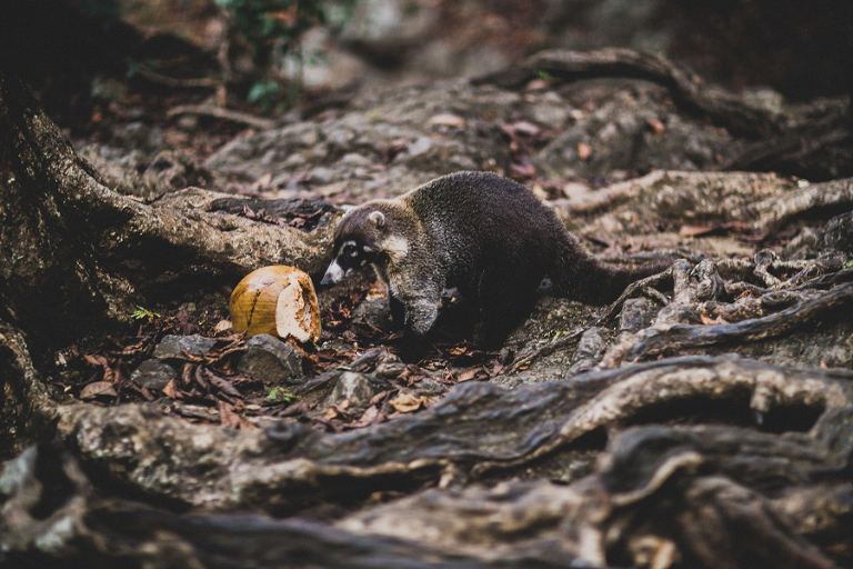 costarica_engagements_tyfrenchphoto (68 of 114)