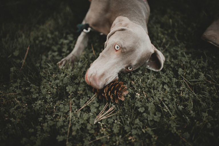 CASPhoto_Marika&Travis-9