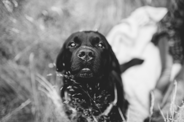 carinaskrobeckiphotography_bestof2016_puppies01