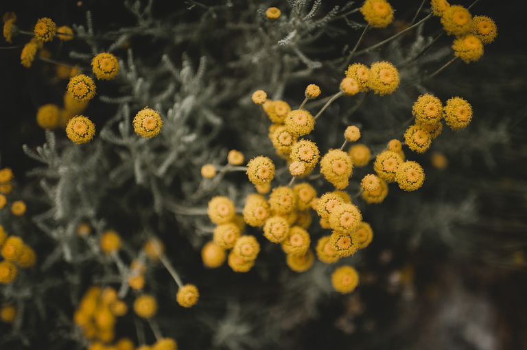 CarinaSkrobeckiPhotography_MinnieMarshall_blog-4